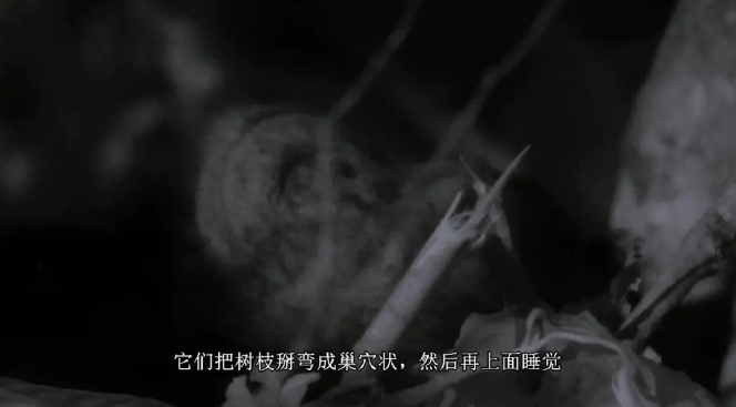 BBC纪录片《大裂谷:美丽的非洲心》中文字幕百度云网盘下载