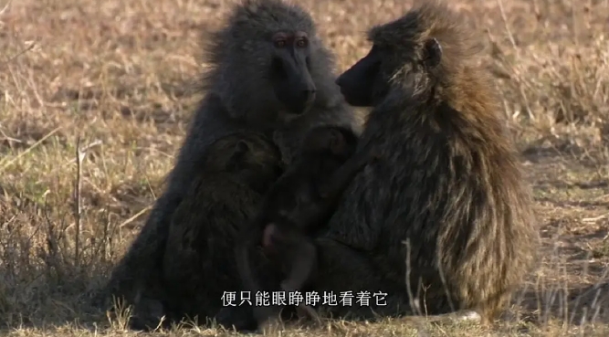 BBC纪录片《大裂谷:美丽的非洲心》中文字幕百度云网盘下载