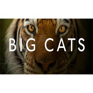 BBC纪录片《大猫/BigCats》三部合集高清英语中字[MP4/3.28GB]百度云网盘下载
