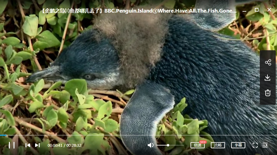 BBC纪录片《企鹅岛》视频6集英语中字[MKV/5.01GB]百度云网盘下载